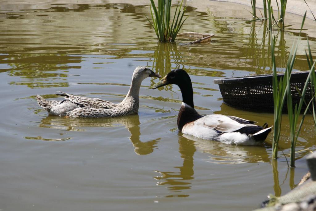 Landgasthof Schwanen Ostrach Zewnętrze zdjęcie